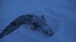 ПРОВЕРКА ПАЛОК \ 25.12.2018 \ ЗАЛИВКА ПЕРЕПРАВЫ