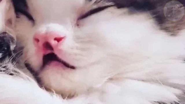 A tiny kitten with an unusual appearance was caught on the street He is amazing! смотреть онлайн