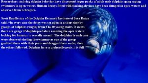 Dolphin rape caves