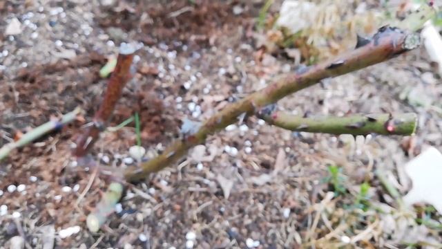 Роза Кроненбург, реанимация после зимы смотреть онлайн