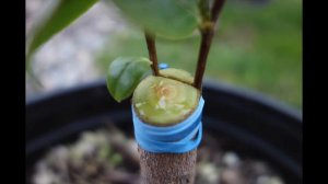 Grafting Camellias: the results. A video by Veronika Romanova