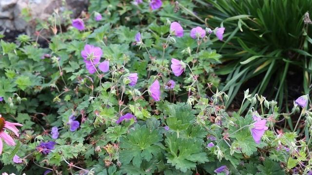 Rozanne cranesbill geranium (Geranium 'Gerwat' ROZANNE) - Plant Identification смотреть онлайн