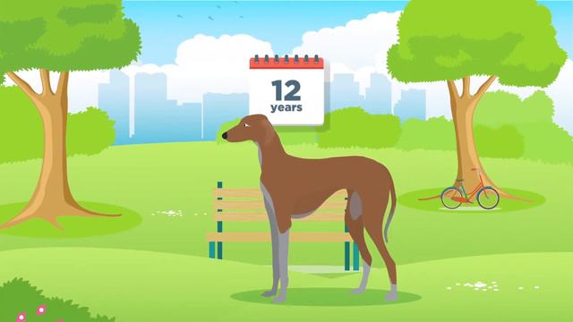 Doggle Guides - Azawakh - Dog Breed Info смотреть онлайн