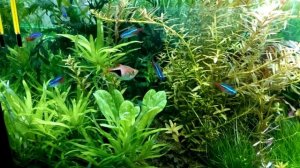 Фон в аквариум . Белый или чёрный ?