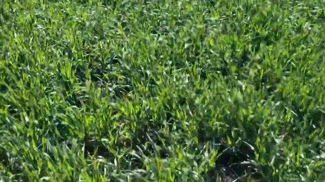 Подкормка озимой пшеницы по агрохимическому анализу почвы. Часть 2 (подготовка почвы под яровые) смотреть онлайн