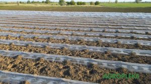 Agropleks пленки для арбуза