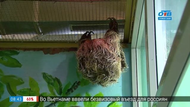 Кто спит стоя в сюжете «Как спят животные» смотреть онлайн