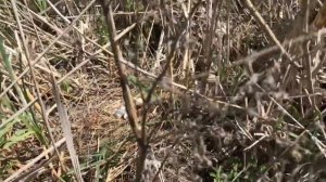 Гнездо степного орла.