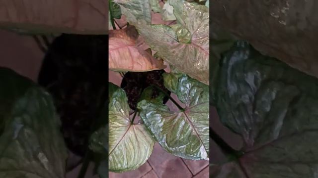 Syngonium Strawberry Ice смотреть онлайн