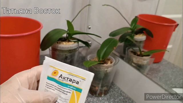 Насекомые вредители на подростках орхидей?Обработка Актарой!