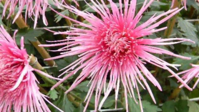 WHAT TO DO WITH YOUR POTTED CHRYSANTHEMUMS AFTER THEY BLOOM  FALL SEASON 2021