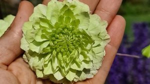 Introducing: Clematis Manju