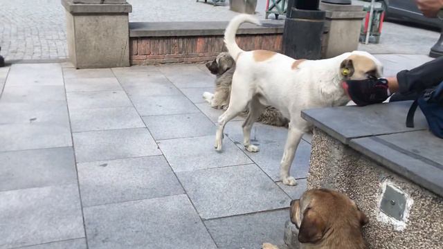 Бродячие собаки в Тбилиси Грузия смотреть онлайн