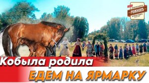 Кобыла родила | Едем на новую ярмарку