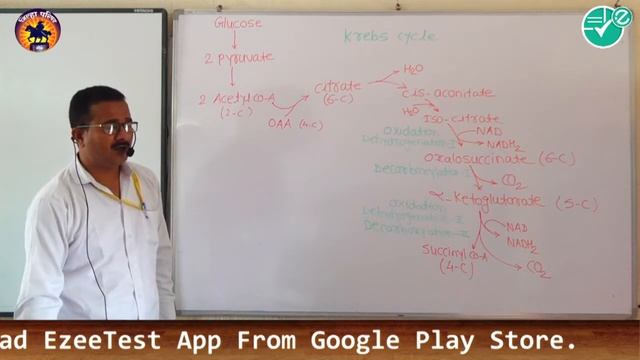 Biology|Ch-7-Respiration|9 krebs cycle |12th|Sonawane A.A смотреть онлайн