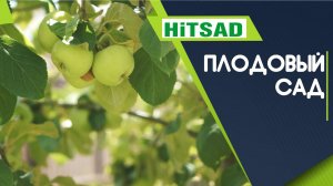 Плодовый Сад в Августе ✔️ Яблоня в Августе