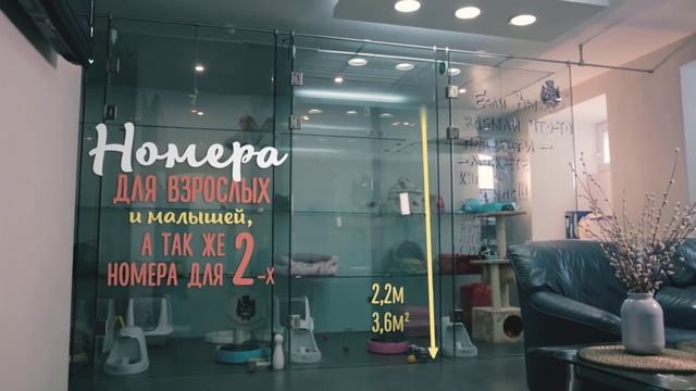 Передержка кошек. Отель для кошек "Кот-Бегемот". Гостиница KOTBEGEMOTHOTEL