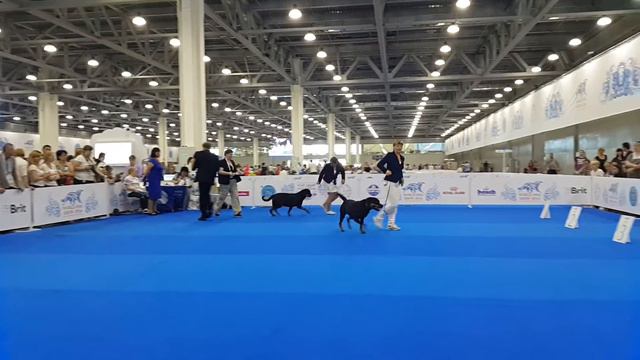 Суки, рабочий класс смотреть онлайн