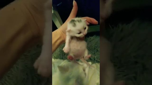 с днём мамочки? #дружба #любовь #питомцы #приколы #здоровье смотреть онлайн