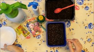 Гвоздика Шабо. Посев семян гвоздики Шабо на рассаду.