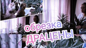 санитарная обрезка #драцена#комнатныецветы#обрезка