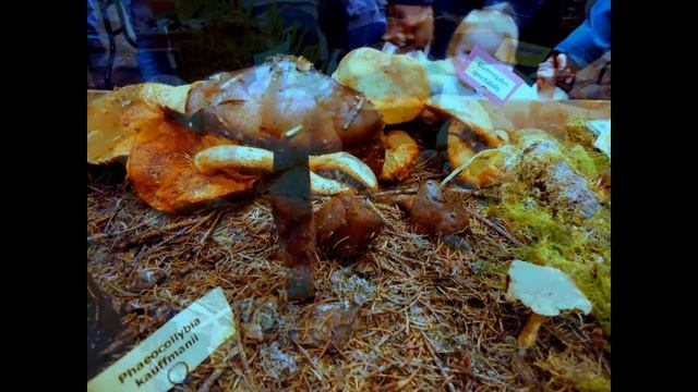 wild mushroom show : Seattle, Washington, USA. ( slide show ) смотреть онлайн