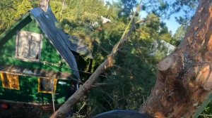 Арбористика | Спил раскидистой сосны рядом с проводами, оттяжка больших веток от проводов