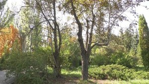 В Самаре раньше времени пожелтели каштаны: специалисты назвали причины