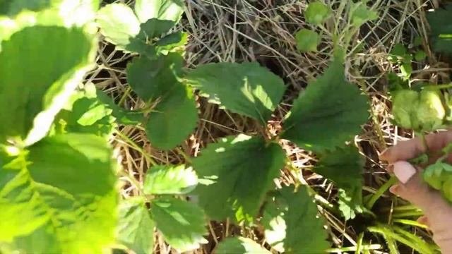 ???Земляника садовая крупноплодная Лорд,Красавица загорья,Дарселект,Зефир.