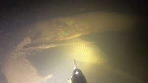 Подводная охота. Сазан 8,4  кг.