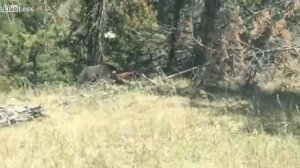 Гризли против коровы (Dash Cam)