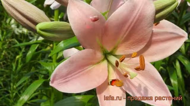 Лилия ла-гибрид Лексингтон ? обзор: как сажать, луковицы лилии Лексингтон смотреть онлайн