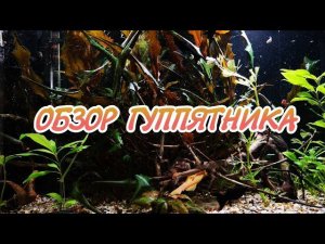 НЕБОЛЬШОЙ ОБЗОР АКВАРИУМА С ГУППИ.