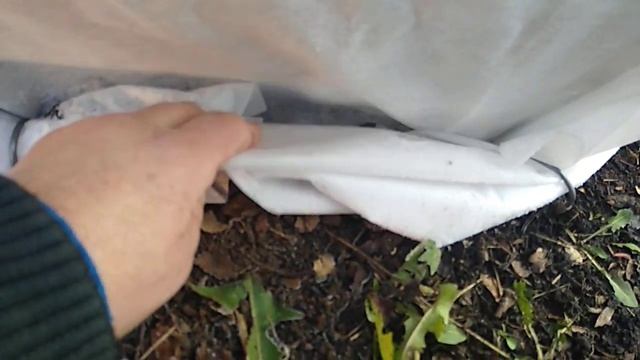 Укрытия роз на зиму строительной сеткой.