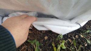 Укрытия роз на зиму строительной сеткой.