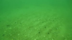 нырялка 10.09.2016 Дайвинг во Владивостоке, острова залива Петра Великого