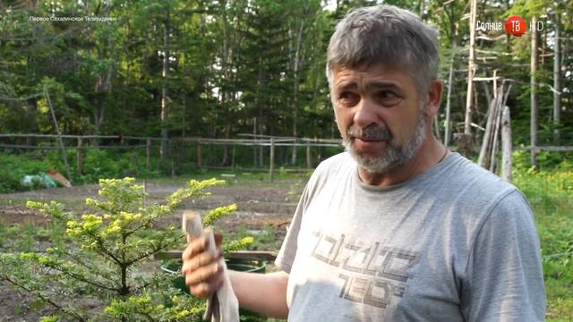 Житель корсаковского района раздает саженцы кедра. 07 июля 2017 г. смотреть онлайн