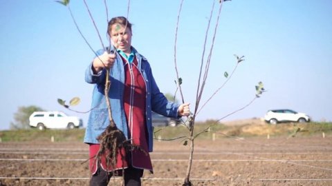 Сельская жизнь в Туртино, 2018
