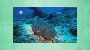 11 - сынып. Биология. Организмдер арасындағы қарым - қатынас формалары. 15.05.2020.