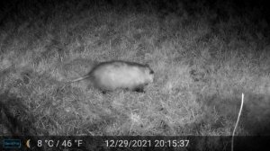 Виргинский опоссум