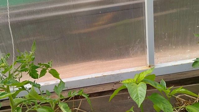 03.06.21. Поливаю в теплице томаты. Подключила все разбрызгиватели, все поливается. смотреть онлайн