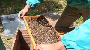 Теория и практика как делать отводки на роевые матки. Результат облета пчелиных маток