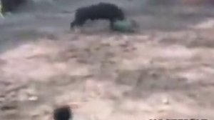 Бультерьер спасает человека от быка