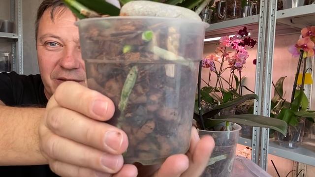 ОРХИДЕИ от ЧЁРНОЙ КОЧЕРЫЖКИ до наращивания корней орхидеи и первых цветоносов орхидей