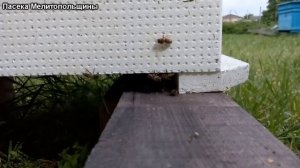 Облет неплодной матки