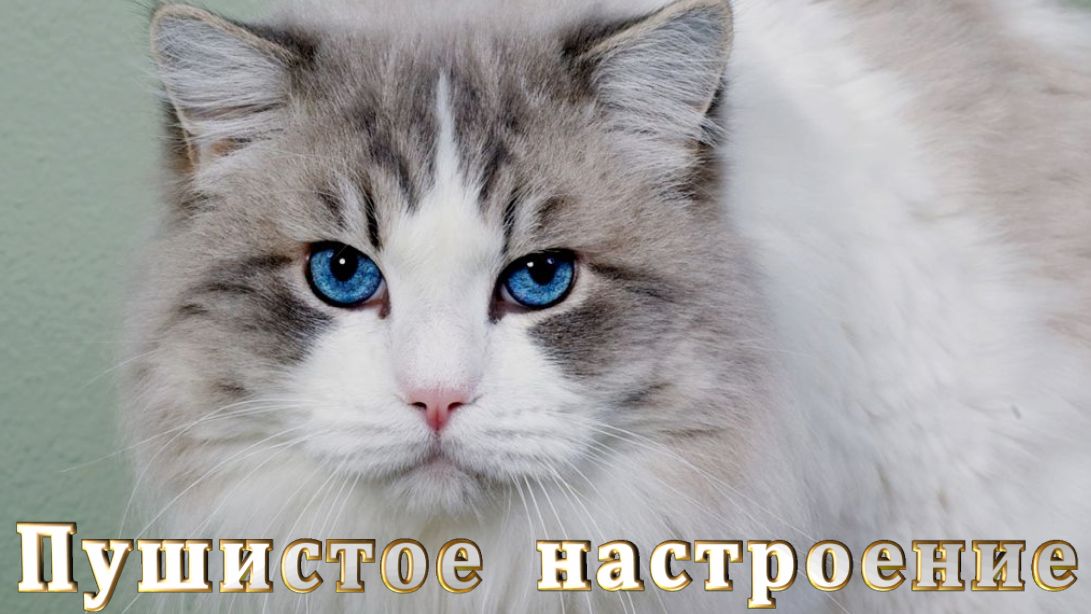 Пушистое настроение.
