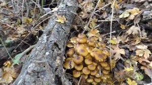 ОПЁНОК ОСЕННИЙ!!! Какой же он классный! Грибная азбука.