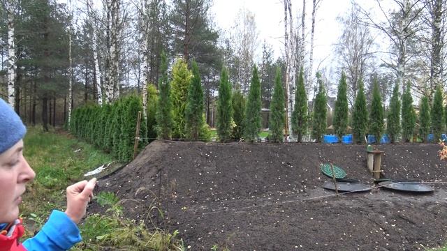 ЖИВАЯ ИЗГОРОДЬ ИЗ ТУИ - Ландшафтный дизайн (4k) смотреть онлайн