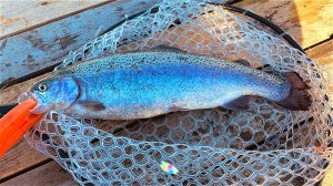 БЛЕСНА КОТОРАЯ ПОСТОЯННО ЛОВИТ ФОРЕЛЬ Разловил новый Amati Ловля форели осенью