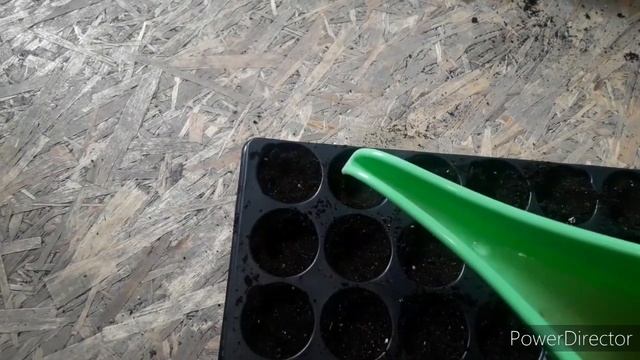 Выращивание безусой земляники из семян. Пересадка саженцев. смотреть онлайн